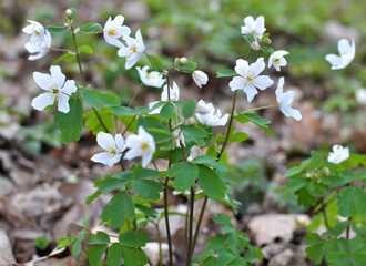 Poster - Isopyrum thalictroides blooms in the wild in the forest