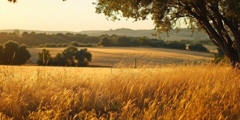 Poster - A picturesque field of tall grass with a backdrop of trees. Perfect for nature enthusiasts or landscape photography