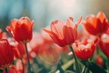 Fototapeta Tulipany - A vibrant field of red tulips illuminated by the sun. Ideal for springtime themes and nature-inspired designs