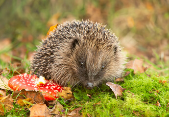 Wall Mural - Hedgehog in autumn, wild, free roaming hedgehog, taken from within a wildlife hide to monitor the health and population of this favourite but declining mammal, copy space