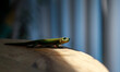 Un gecko sur une table au soleil