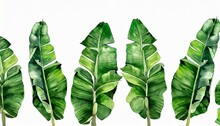 Set Watercolor Banana Leaves Tropical Border For Wallpaper Collection Exotic Branches Botanical Illustration Isolated On White Background