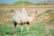 Graceful white camel in the steppe walking and eating grass