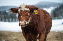 Close Up On A Red Angus Cow, Hereford Mix Breed Cattle, Outside In Winter Pasture