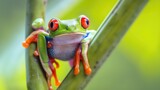 Fototapeta Zwierzęta - Red-Eyed Tree Frog Clinging to a Branch: A Splash of Rainforest Color