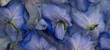 © Milou Dirks - abstract art with frozen purple and blue larkspur delphinium flowers in ice