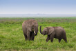 Rodzina słoni na sawannie Parku Narodowego Amboseli Kenia