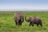 Fototapeta Sawanna - Rodzina słoni na sawannie Parku Narodowego Amboseli Kenia