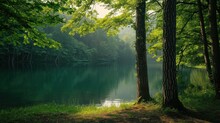  A Forest Filled With Lots Of Green Trees Next To A Body Of Water With A Lake In The Middle Of The Forest Surrounded By Tall Green Grass And Leafy Trees.