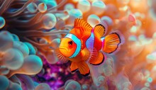  A Close Up Of An Orange And Blue Fish On A Sea Anemone With An Orange And Blue Stripe On It's Head And Anemone Anemone.