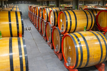 Poster - wine cellar full of wooden barrels in Barolo, Piedmont, Italy