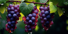 Closeup Of Ripe Grapes On The Vine With Water Drops, A Bunch Of Grapes Hanging From A Vine With Leaves On The Branches, On A Green Background, Purple, Still Life, Synthetism.