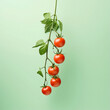 Cherry-Tomatenstrunk hängt nach unten mit Blättern vor Pastell Hintergrund