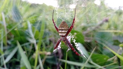 spider on the web