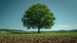 © Tiz21 - Lone tree in a green field under a blue sky.