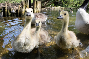 Poster - geese in the spring 