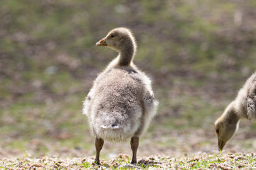 Wall Mural - baby goose 