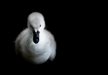 Swan Cygnet 