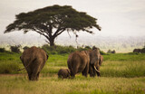 Fototapeta Sawanna - Afrykańskie słonie na sawannie Parku Narodowego Amboseli Kenia