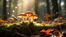  A Group Of Mushrooms Sitting On Top Of A Moss Covered Forest Floor Next To A Forest Filled With Lots Of Leaves.
