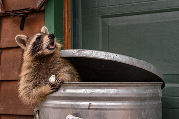 Wall Mural - raccoon (procyon lotor) sitting in garbage can with marshmallow looks up