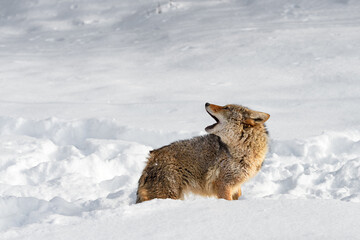 Wall Mural - Coyote (Canis latrans) Lifts Head Over Back Howling Winter