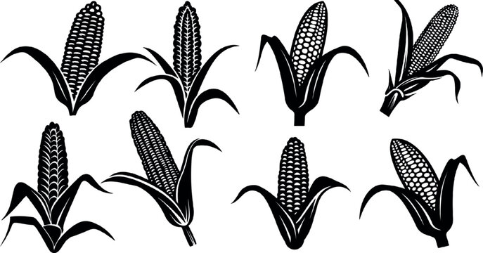 silhouette of corn, corn icon, Concept for organic products label, harvest and farming, grain, bakery, healthy food. great set collection clip art Silhouette on white background.