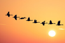 Flock Of Birds Flying In Formation, Representing Unity And Teamwork