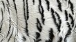 Close up of white tiger fur animal print background. Fashionable skin texture banner
