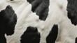 Close up of spotted cow hair skin texture background. Animal fur for print, fashion, banner