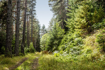 Wall Mural - Abandoned road from Banderishka meadow to the closed Academica hut. Summer mountain landscape in Pirin national park, Bulgaria.