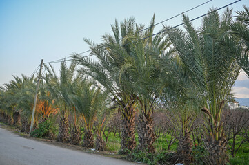 date palms along the street in winter in Cyprus 1