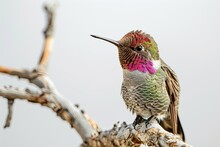 Beautiful Feather Anna's Hummingbird Standing On Wood Branch AI Generative