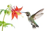 Fototapeta Sypialnia - The Hummingbird flying and finding Columbine nectar flower AI Generative