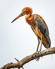 Portrait Red Heron Standing On Wood Branch AI Generative 