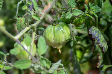 Wall Mural - Vine of tomato plant with many big ripening organic tomatoes vegetables in garden