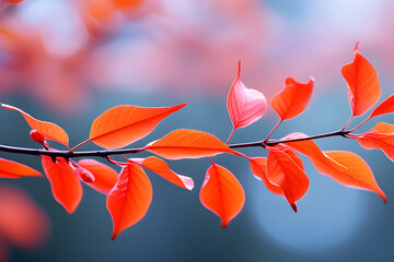 Wall Mural - blurry red orange in spring: red-orange flowers blooming against a blurry background on branches, th