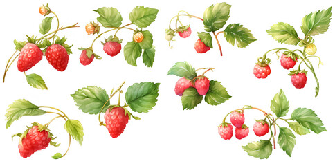 Wall Mural - Watercolor raspberry clipart for graphic resources