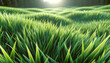 Verdant Nature beauty: A Serene Meadow of Vibrant Green Grass Bathed in Soft summer (spring) Sunlight