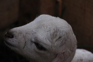 white lamb in the sheep pen