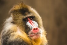 Stare Of The Baboon