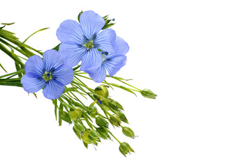 Wall Mural - Blue flax blossom in close up over white background