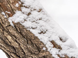 Wall Mural - The texture of the bark of an old apple tree with snow in winter