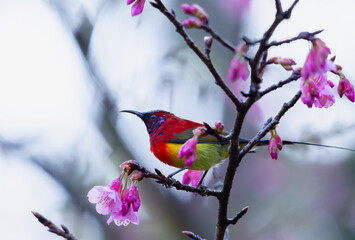 Wall Mural - Beautiful bird, Mrs. Gould's Sunbird; Aethopyga gouldiae Male Birds of Thailand. Bird on Cherry Blossom, Wild Himalayan Cherry