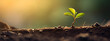 small sapling sprouting from the soil, sun rays shine upon it,green world and Earth Day concept,plant in the morning