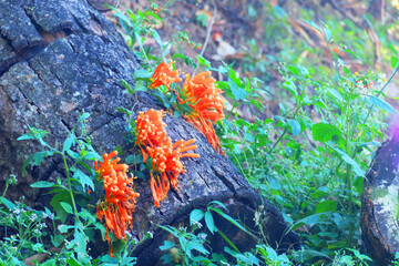 Beautiful orange wild flowers grow up at tree base 2