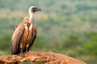 Portrait of a white-backed vulture (Gyps africanus), Scavengers' hide, Zimanga Private Game Reserve, KwaZulu Natal.