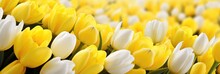 Close Up Of Yellow Tulips