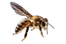 Bee On Transparent Background