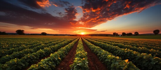 View of soybean farm in rural field at sunset